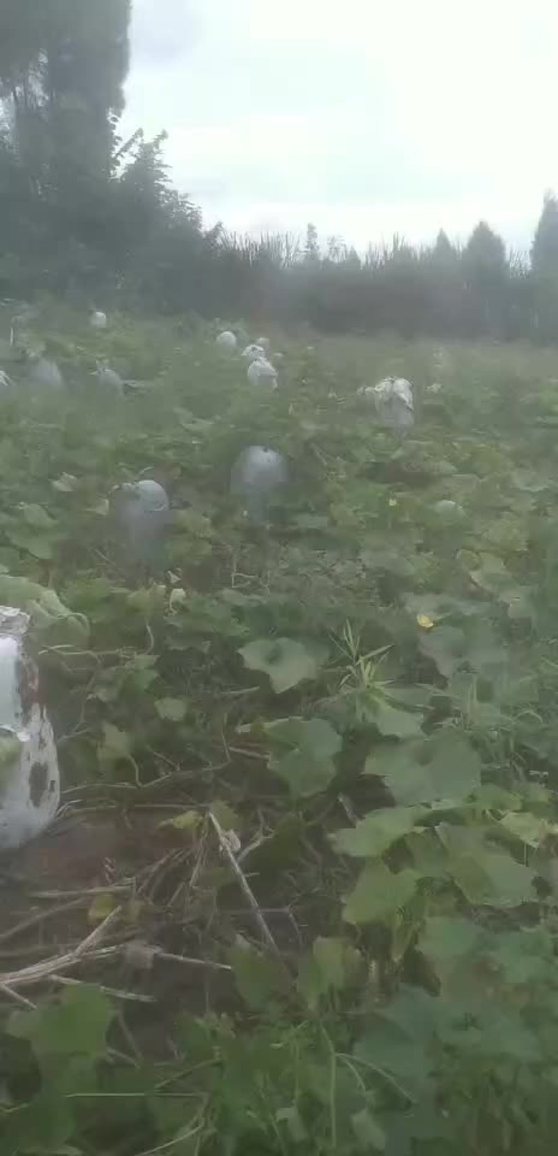 银辉冬瓜