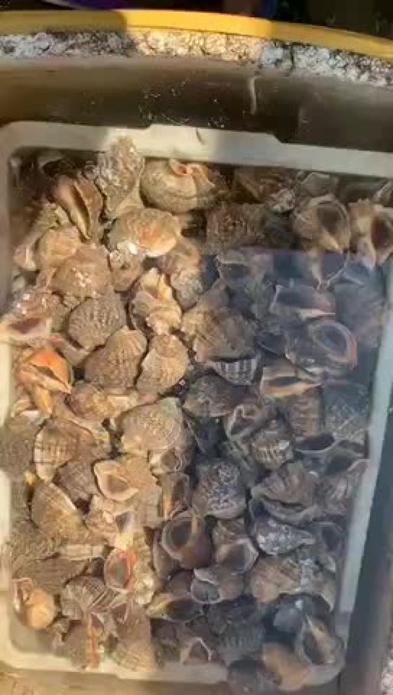 优质鲜活大海螺白螺角螺地笼海螺红里螺涡螺