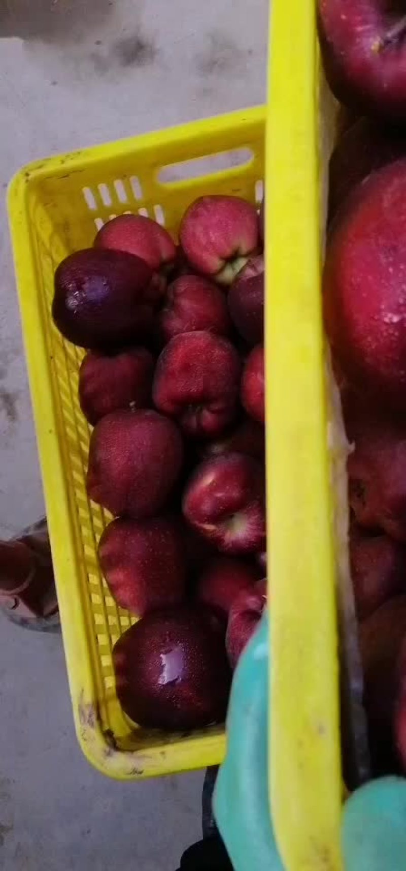 产地直销大花牛，新疆阿克苏，秦冠等各种苹果。