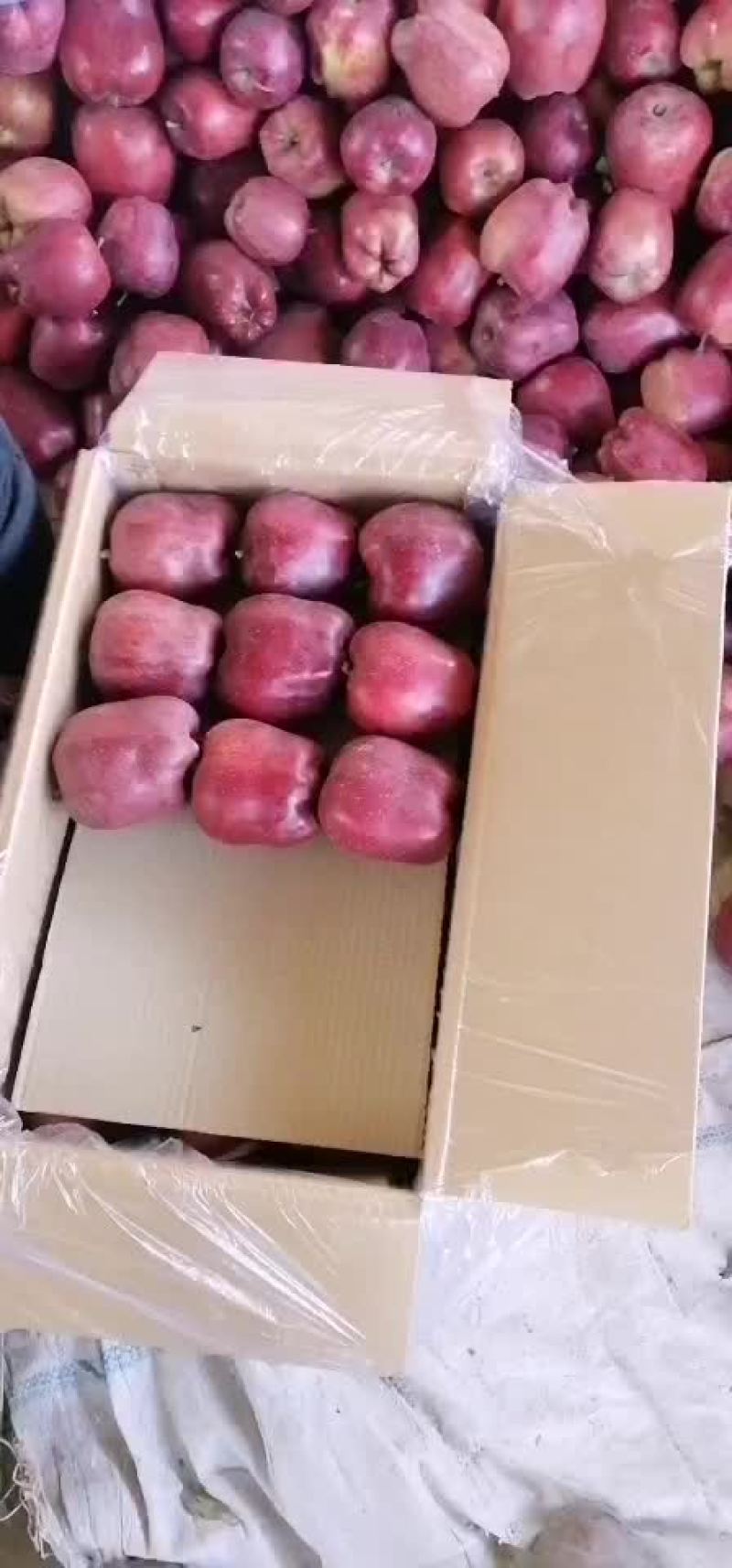 产地直销大花牛，新疆阿克苏，秦冠等各种苹果。