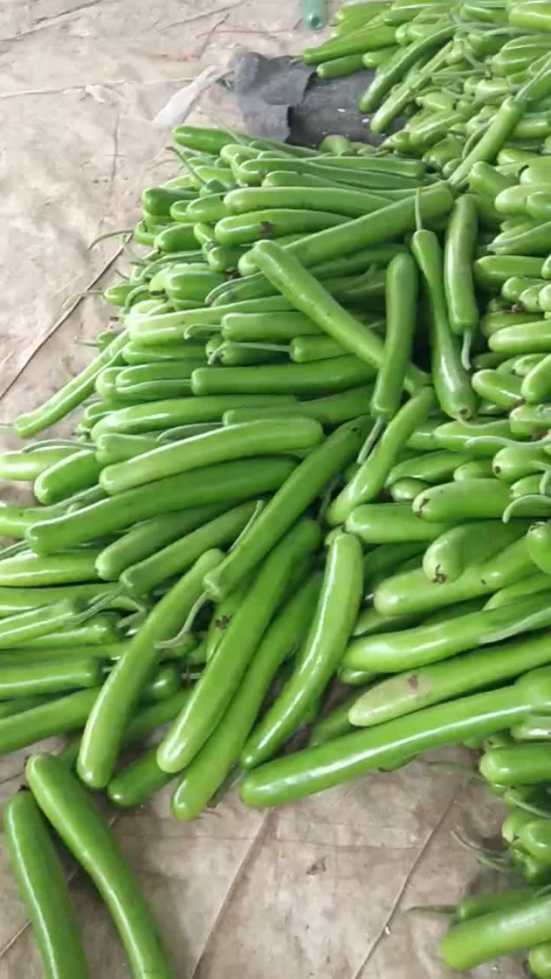 精品瓠子