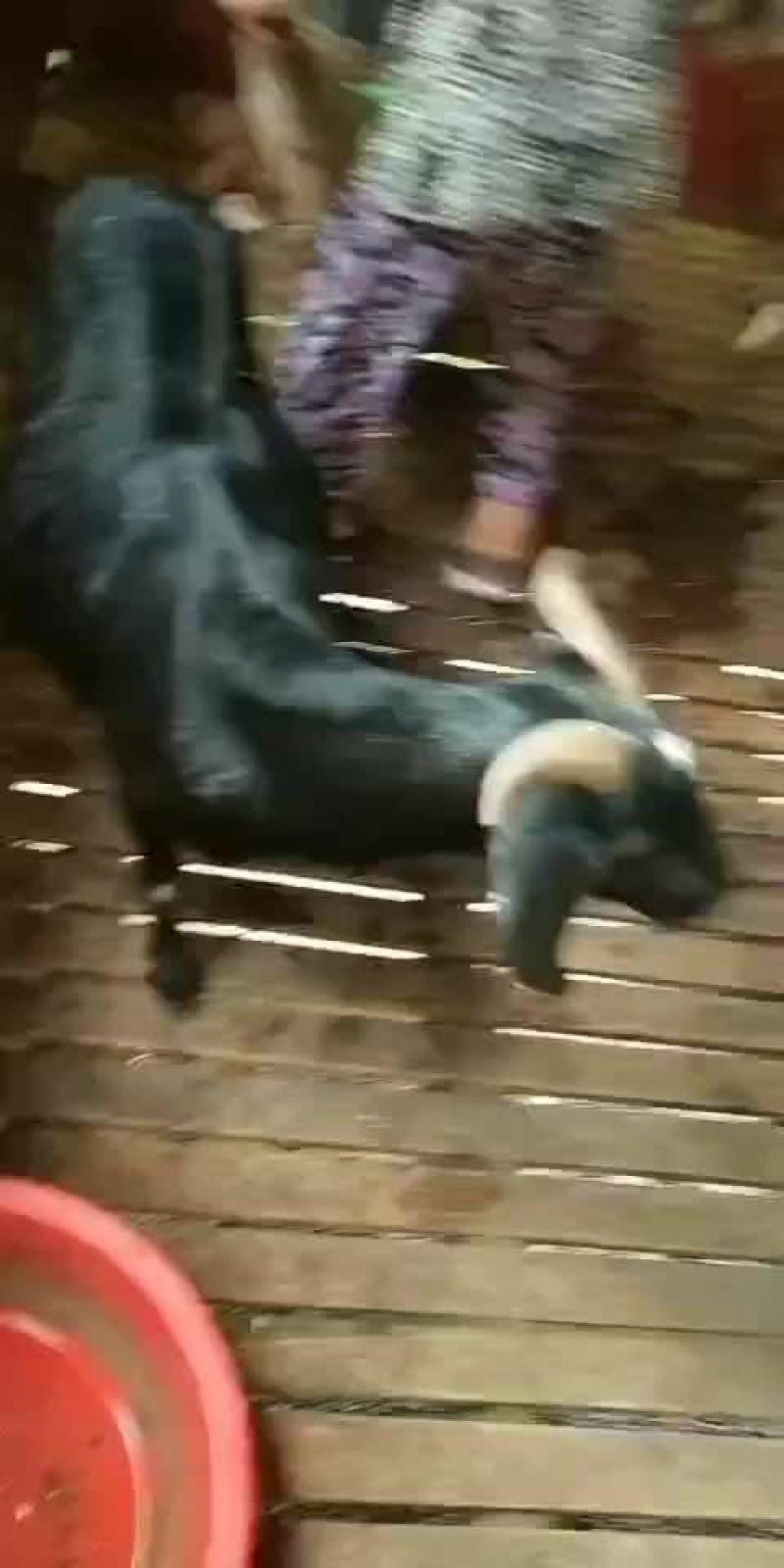 出售大耳种羊