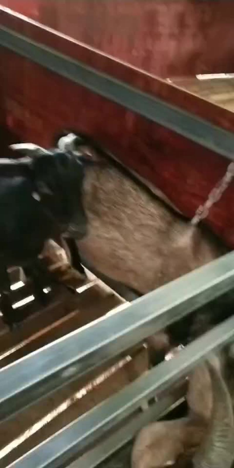 出售大耳种羊