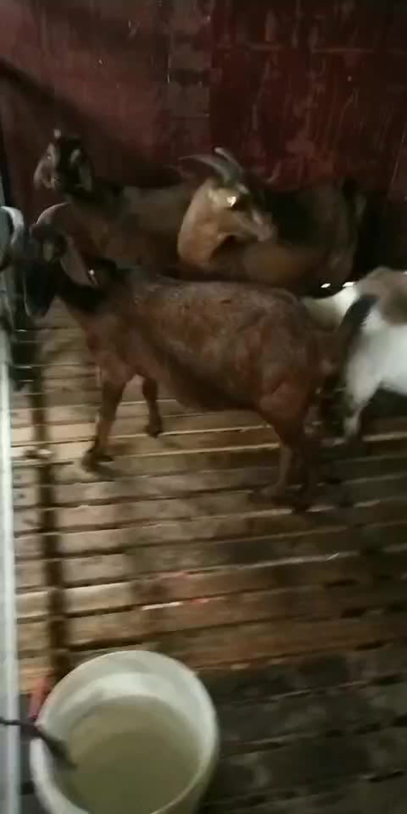 出售大耳种羊