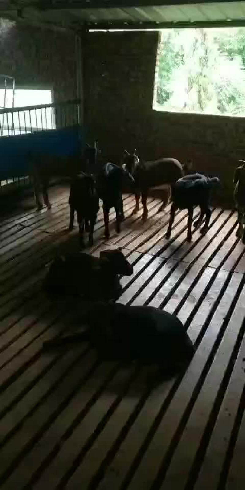 出售大耳种羊