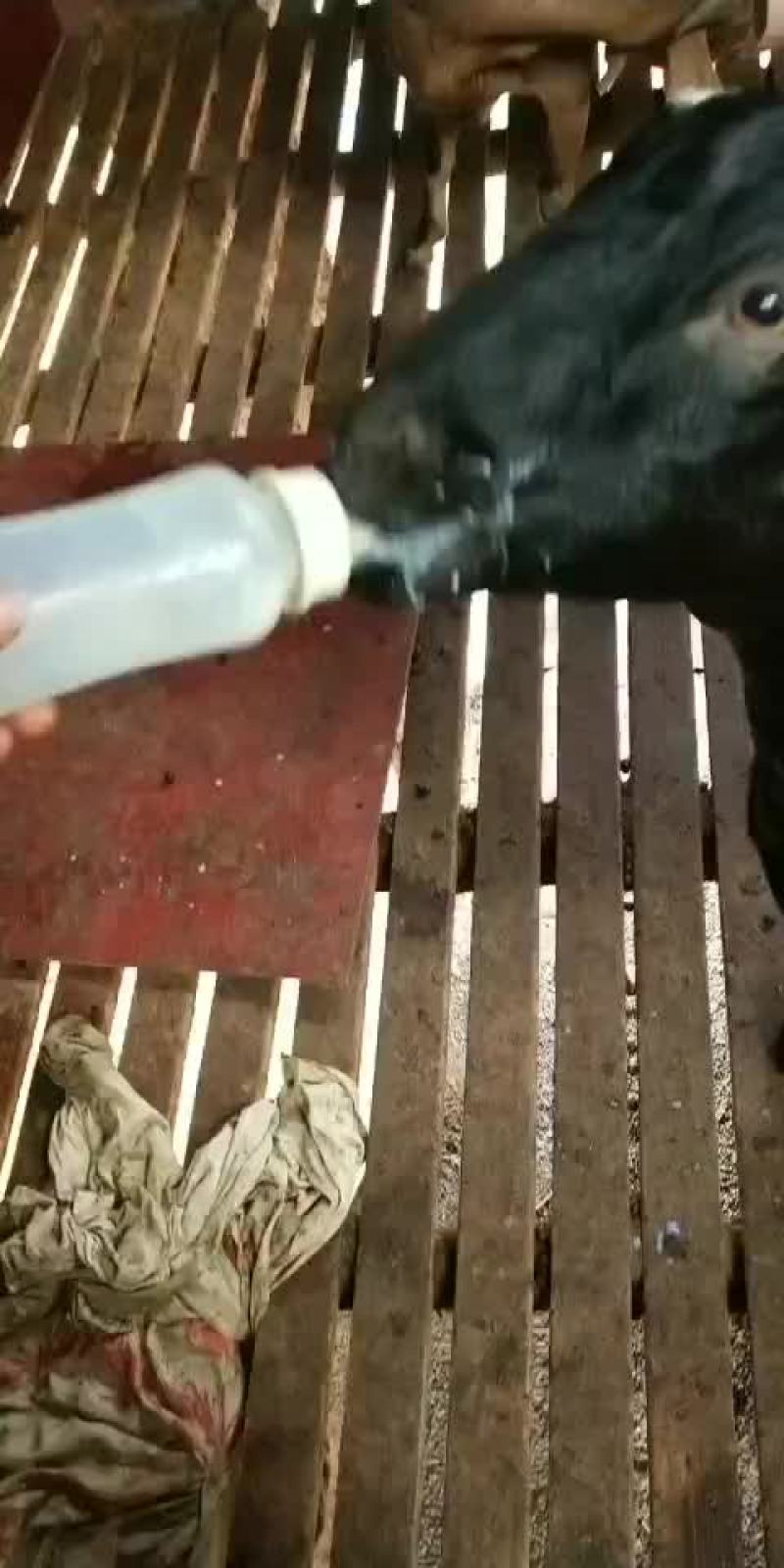 出售大耳种羊