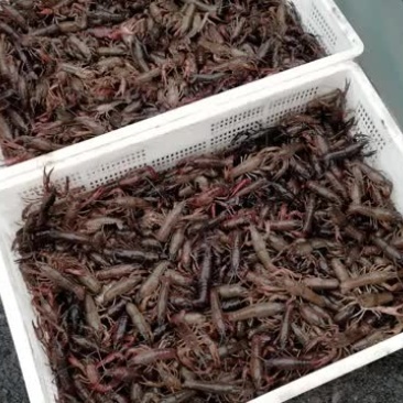 龙虾苗四川虾苗种苗苗
