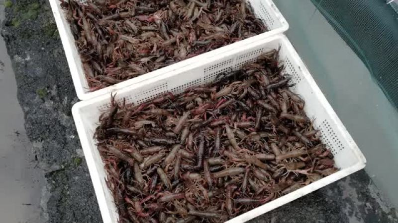 龙虾苗四川虾苗种苗苗