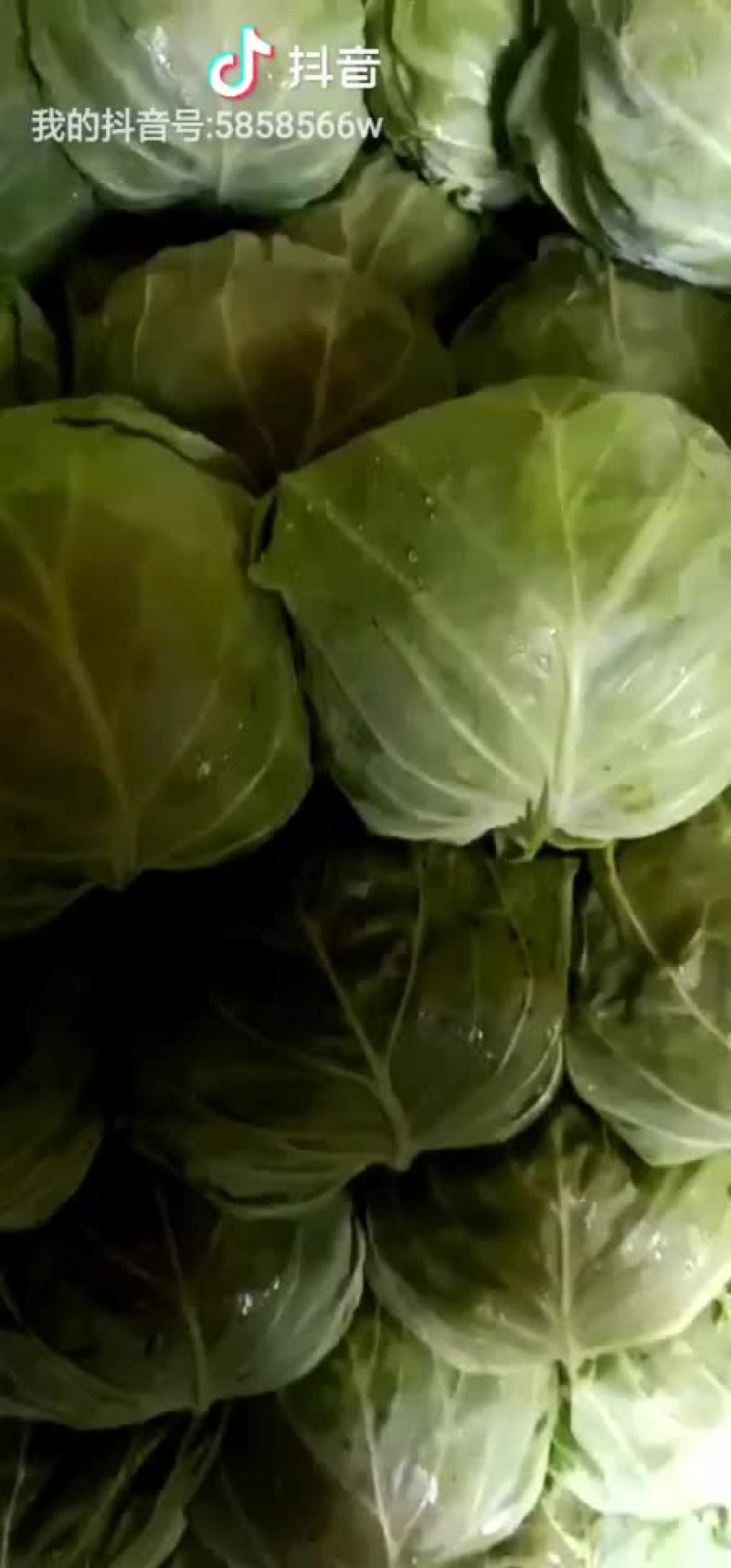 甘蓝
