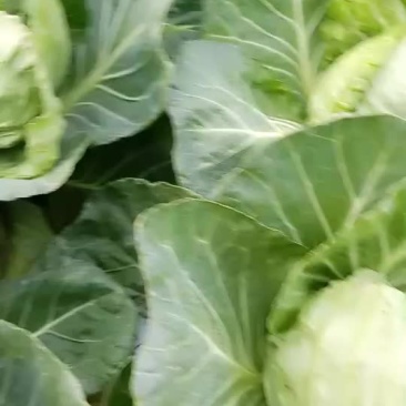 甘蓝