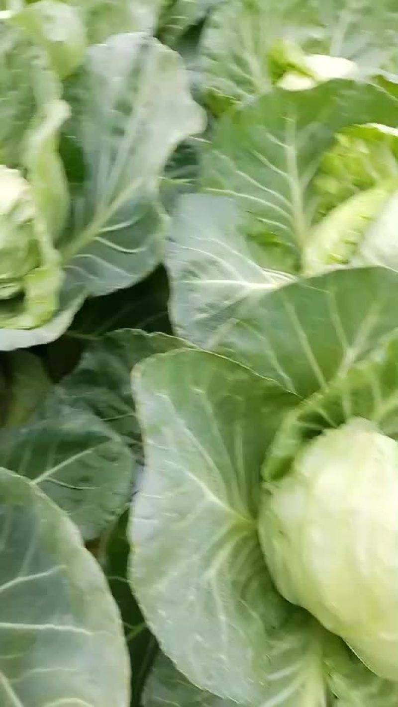 甘蓝