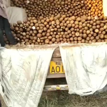 白鬼淮山