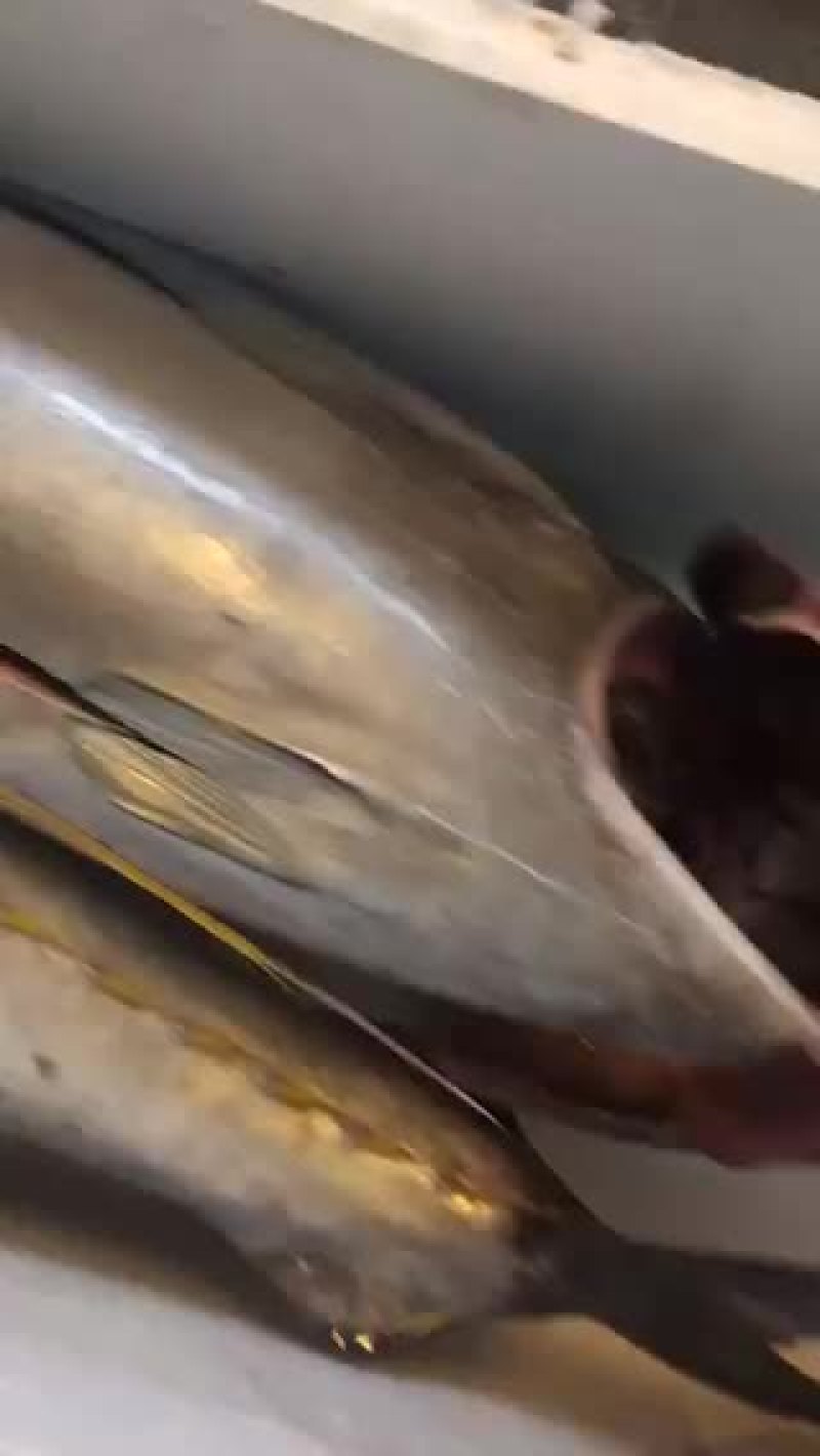 黄鳍金枪鱼