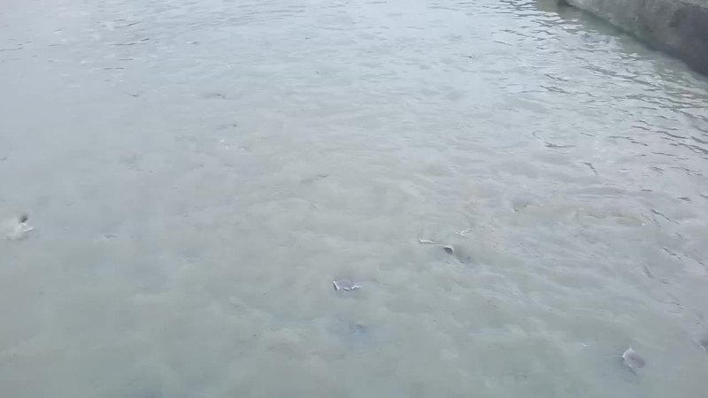红叉尾成鱼
