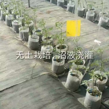 无土栽培高口感番茄
