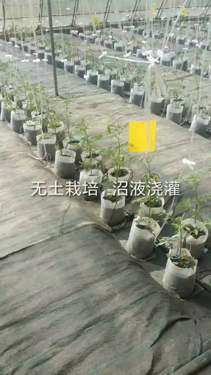 无土栽培高口感番茄