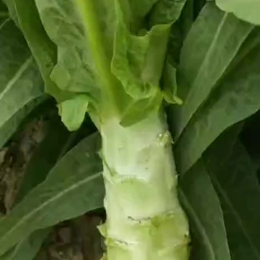 莴笋大量上市有需要的电话联系。