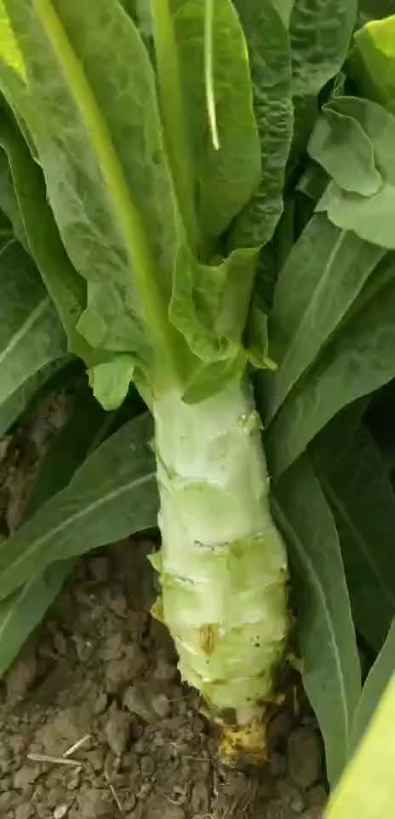 莴笋大量上市有需要的电话联系。