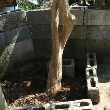 紫薇