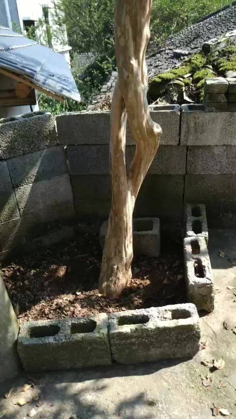 紫薇