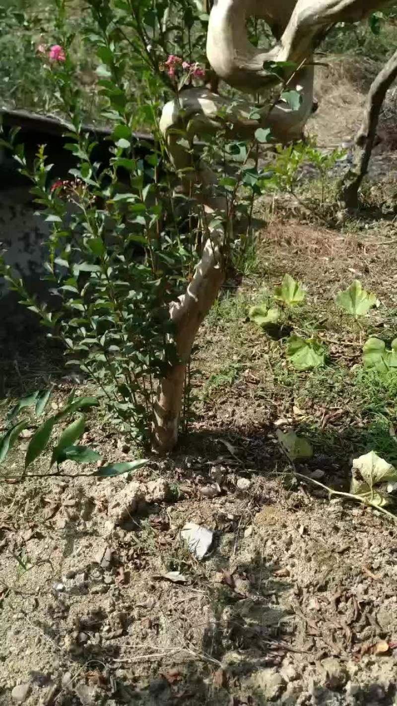 紫薇