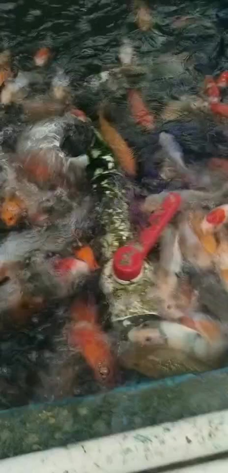 纯正日本进囗锦鲤鱼（带生产证书）