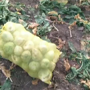 芥菜大量上市欢迎新老顾客来电洽谈