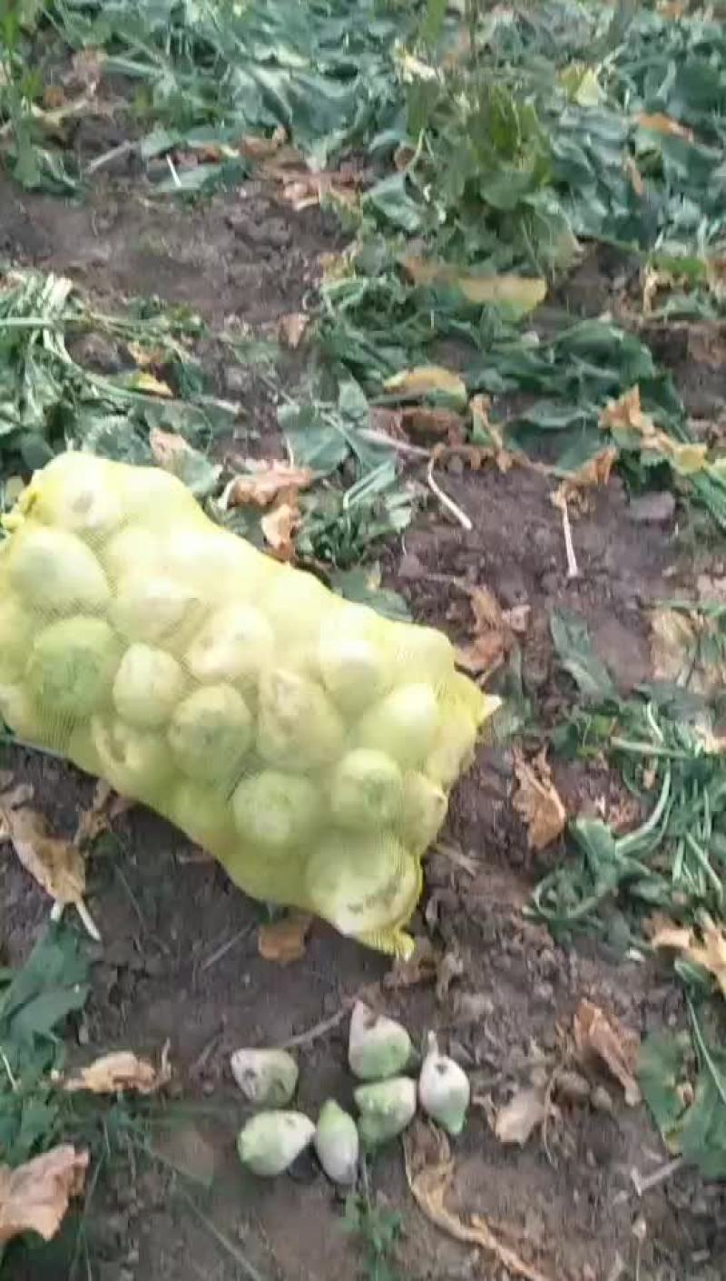 芥菜大量上市欢迎新老顾客来电洽谈