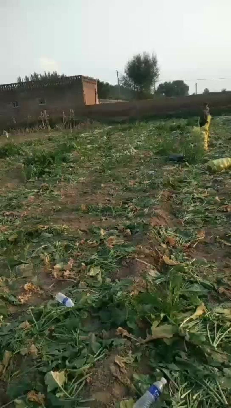 芥菜大量上市欢迎新老顾客来电洽谈