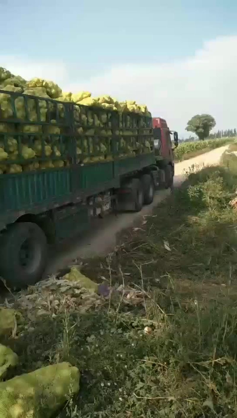 芥菜大量上市欢迎新老顾客来电洽谈