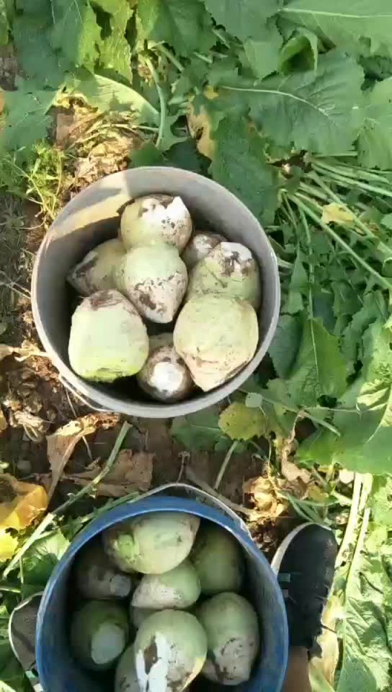 芥菜大量上市欢迎新老顾客来电洽谈