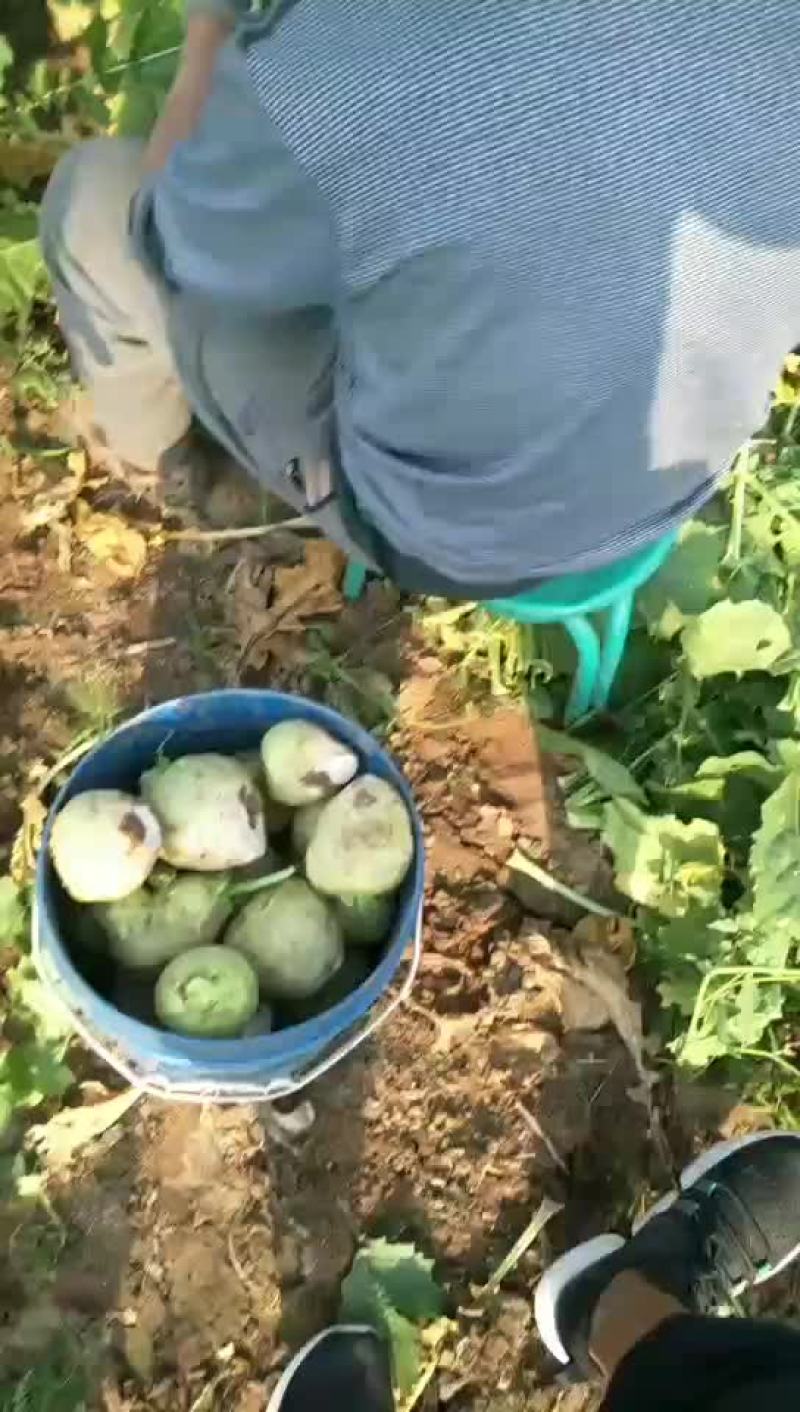 芥菜大量上市欢迎新老顾客来电洽谈