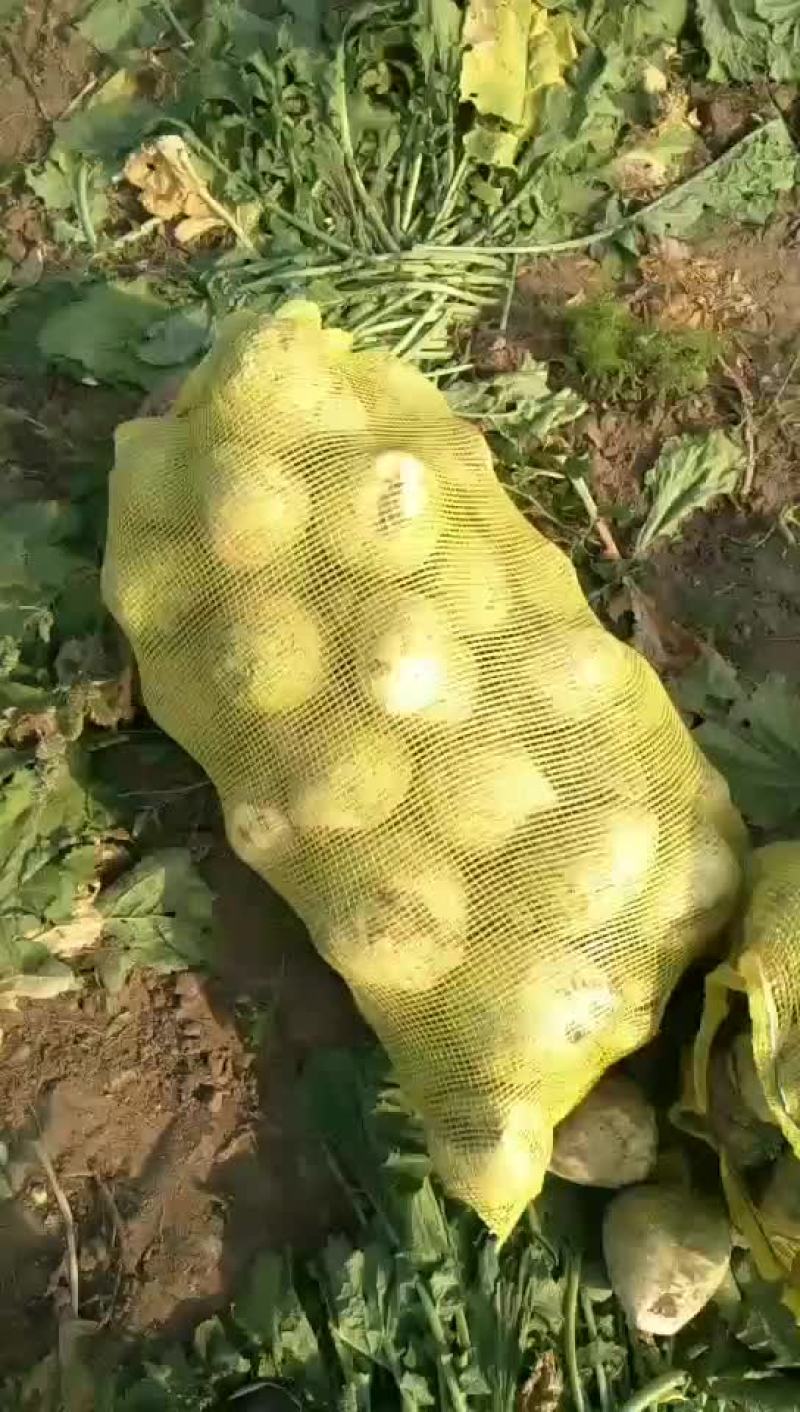 芥菜大量上市欢迎新老顾客来电洽谈