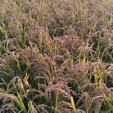 松花江水大米，好吃不回生。口感好