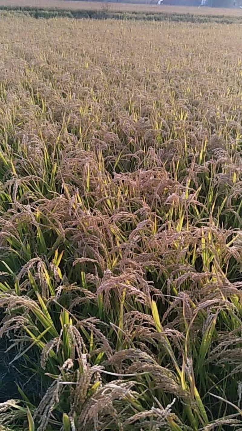 松花江水大米，好吃不回生。口感好