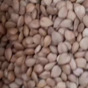 厂家直销优一熟的原味***五香杏仁大颗粒