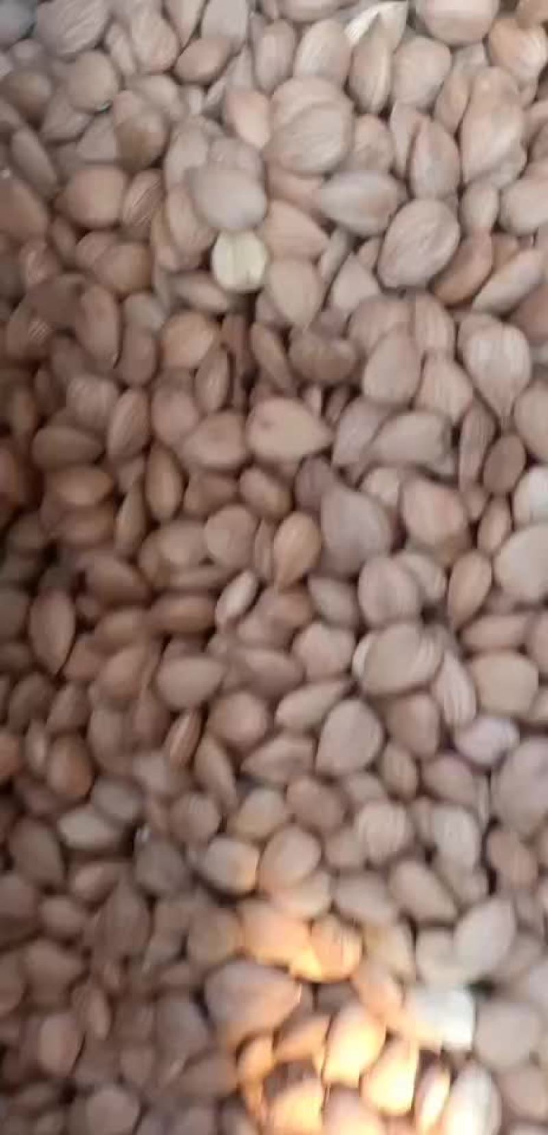 厂家直销优一熟的原味***五香杏仁大颗粒