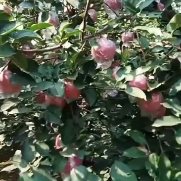 国红大量有货