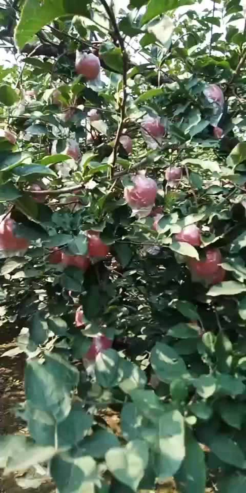 国红大量有货