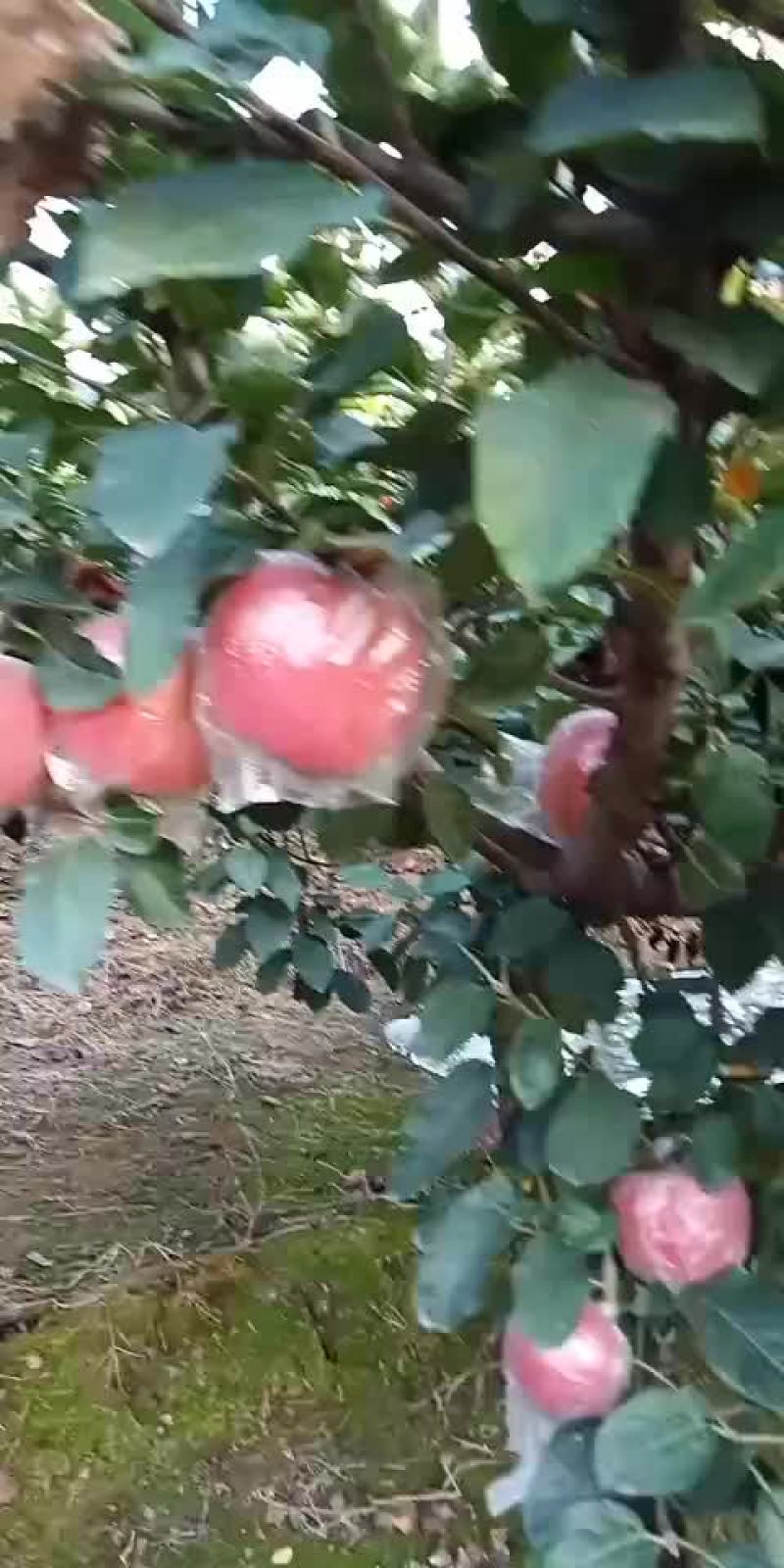 国红大量有货