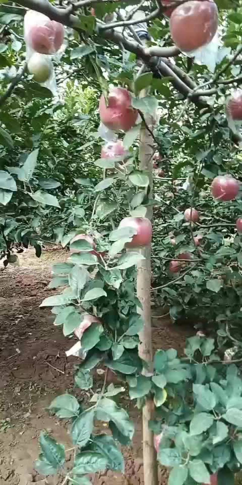 国红大量有货