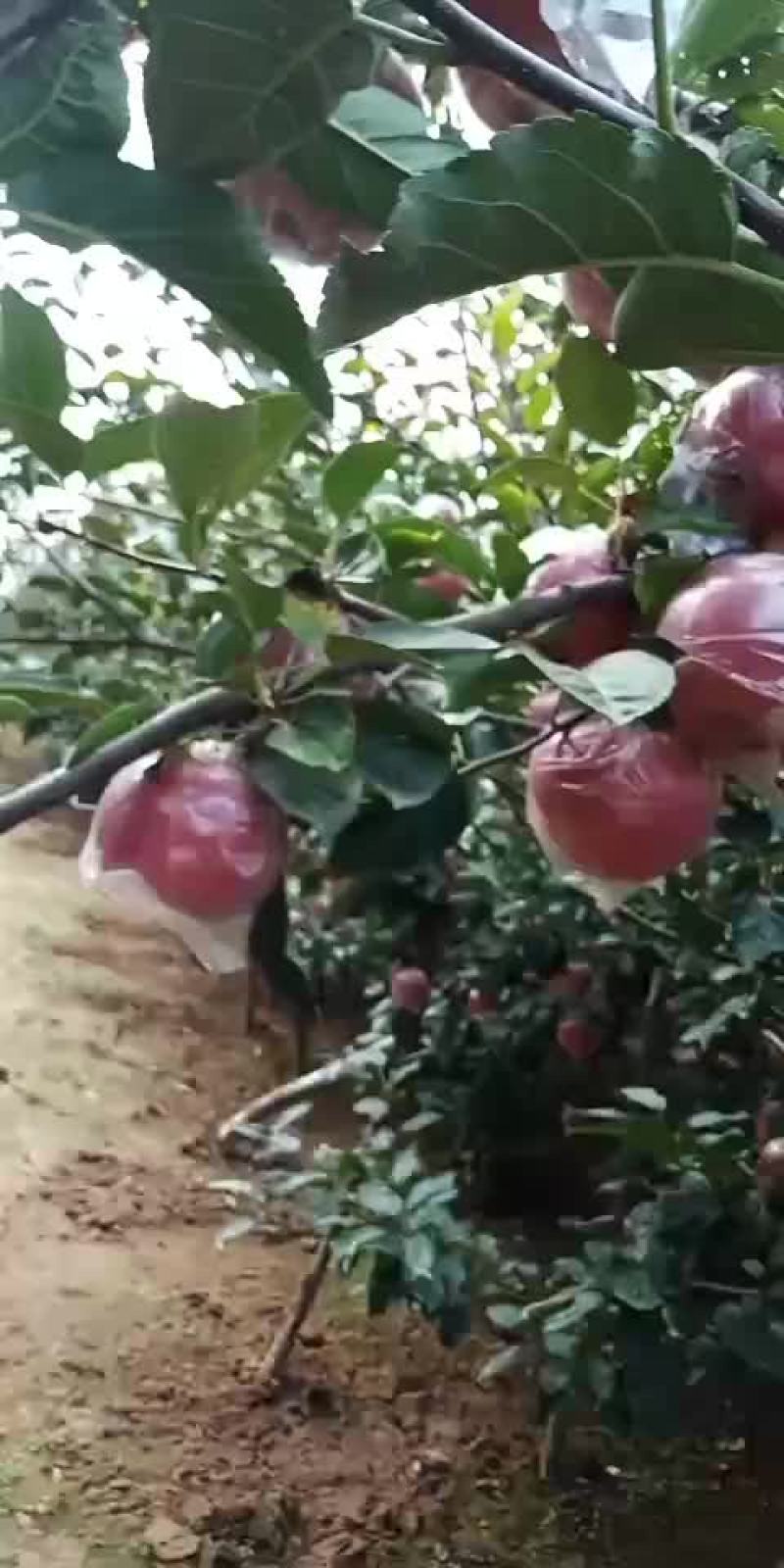 国红大量有货