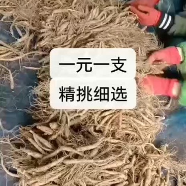 长白山人参干品一元一支干人参