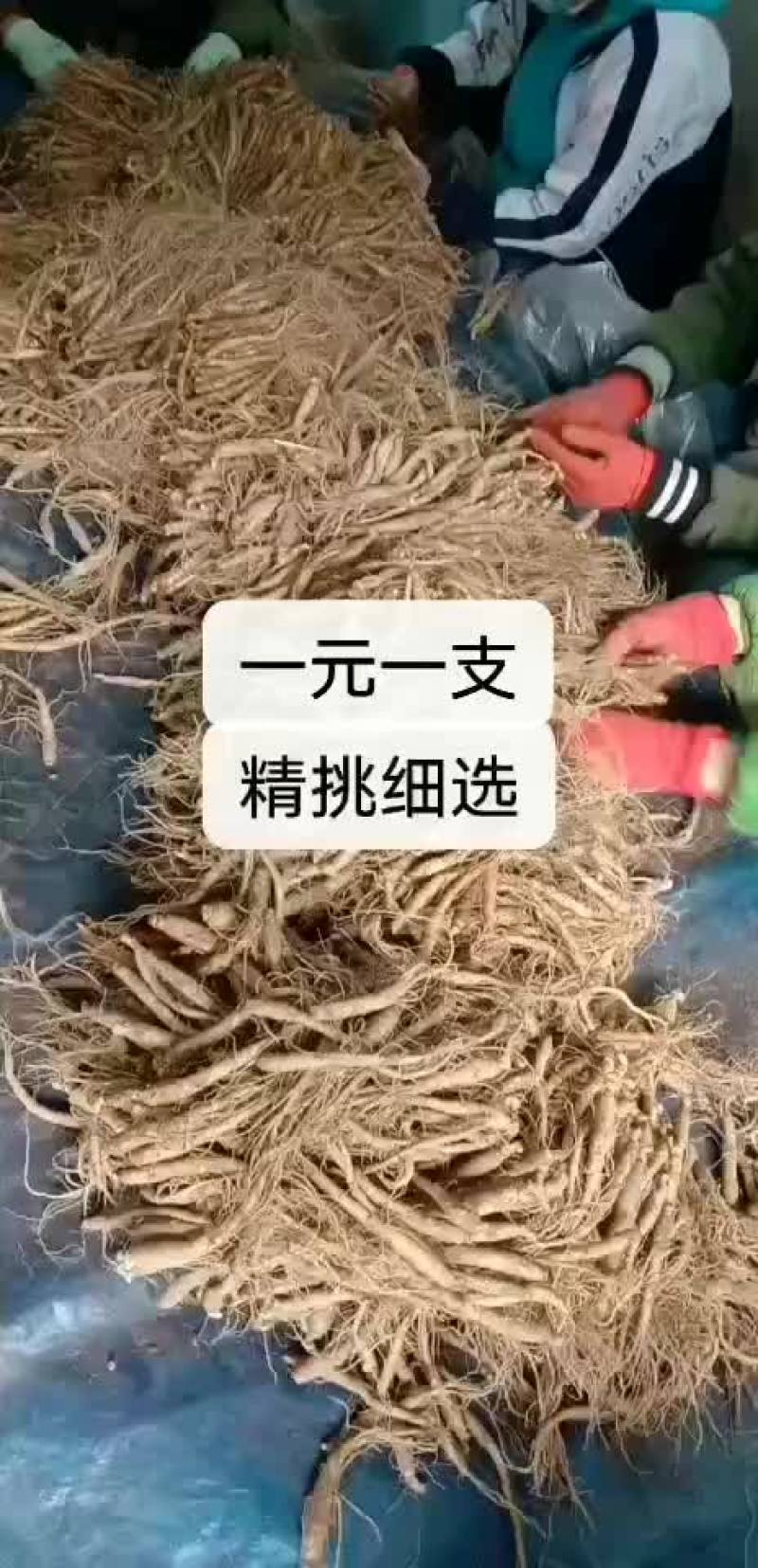 长白山人参干品一元一支干人参