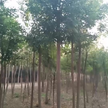 国槐