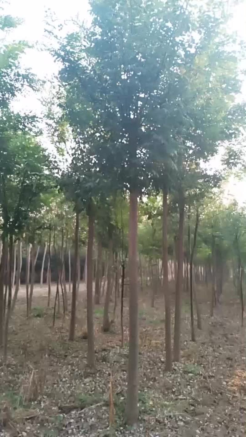 国槐