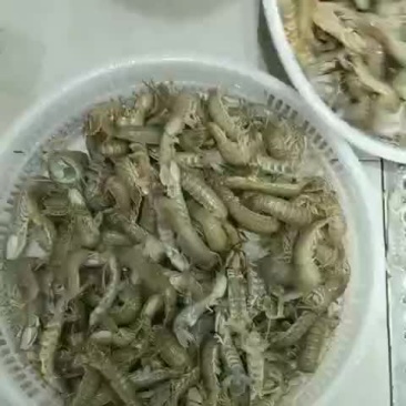 大虾爬子，就这个活度哈