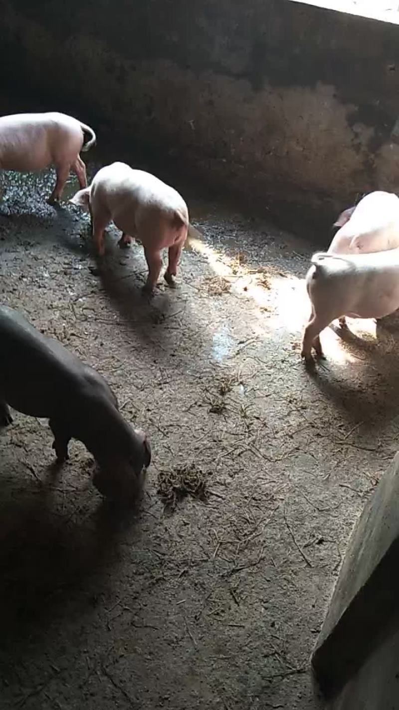 太湖，苏太，长太