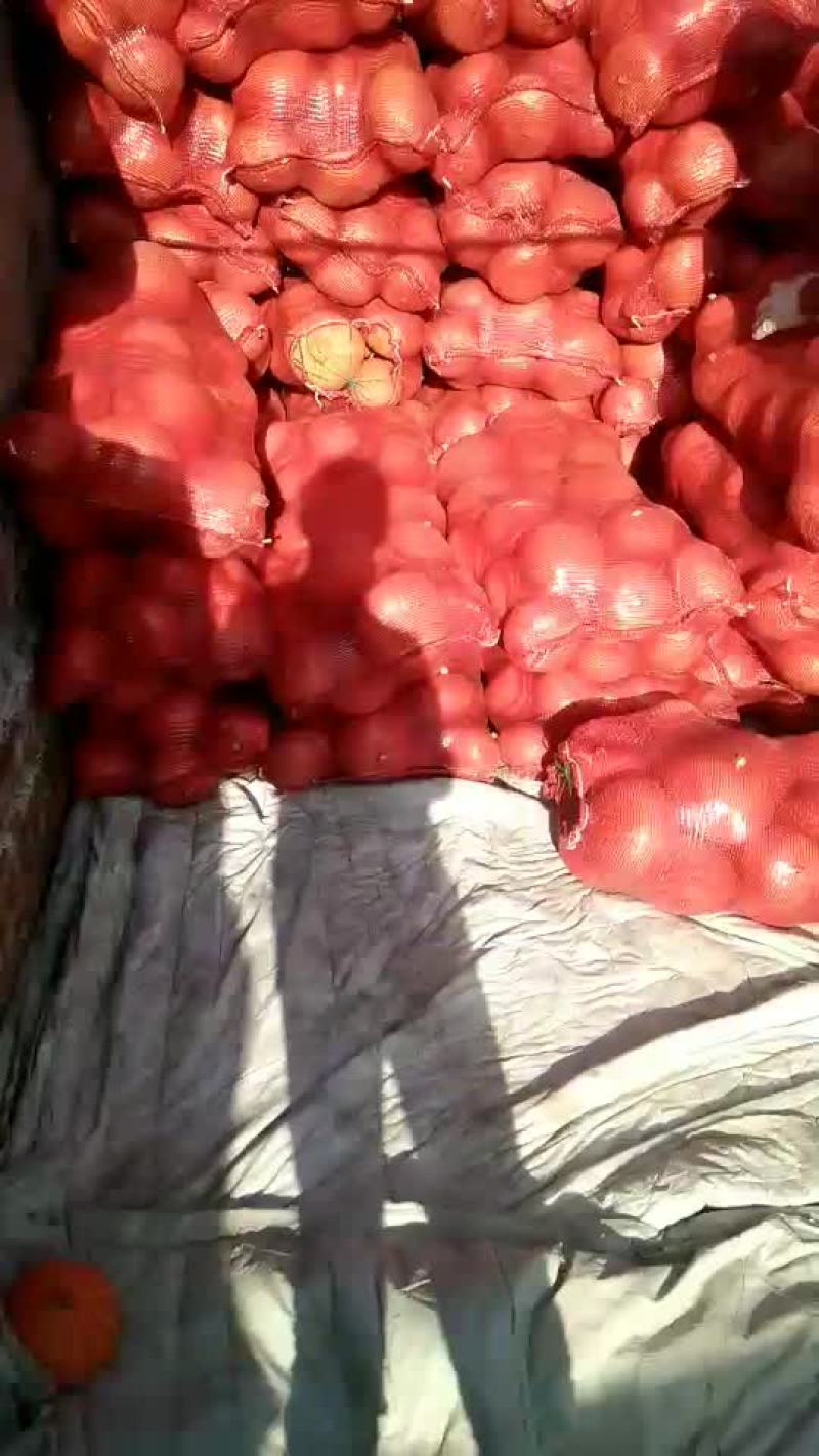 金瓜，陕北沙地南瓜，面.甜
