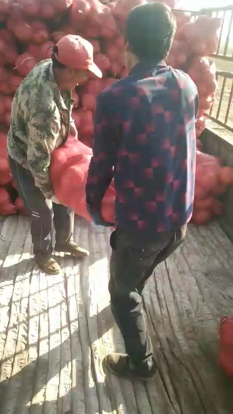 金瓜，陕北沙地南瓜，面.甜
